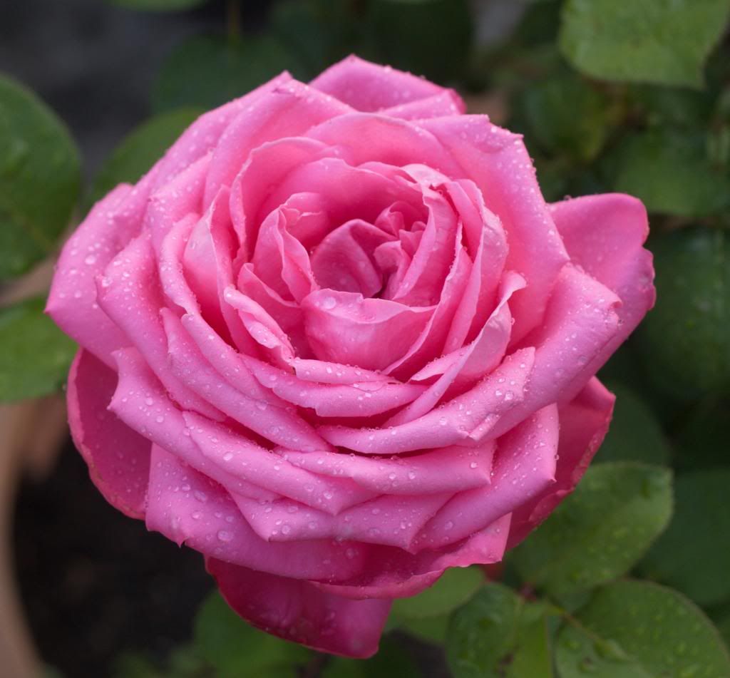 Mon Petit Chou photo MonPetitChou_zpsaa916b59.jpg